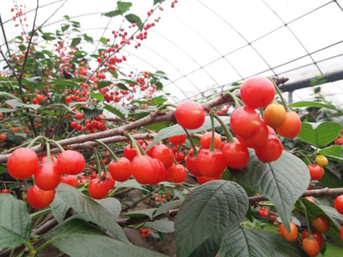 大棚農膜用新光  所前櫻桃別樣紅