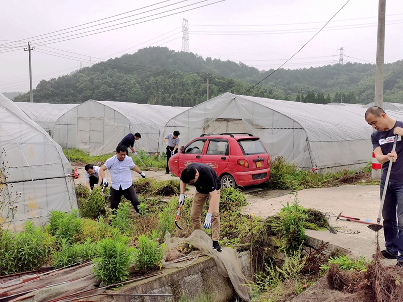 行動踐初心 除草助農忙——集團第三黨支部開展主題黨日黨員實踐活動